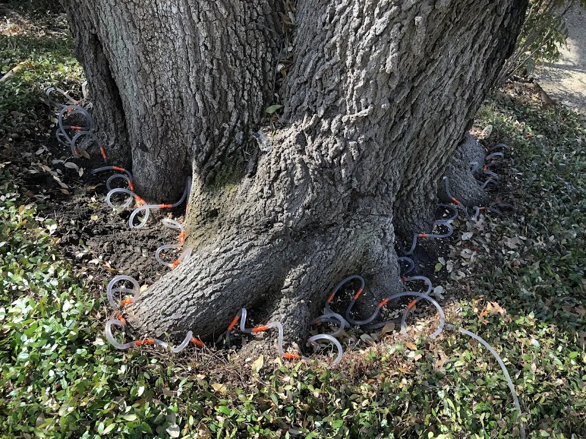 Detailed Tree Cabling and Bracing job site in Lincolnton