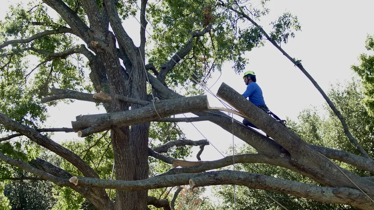 Professional Crown Thinning performed by certified arborists in Lincolnton