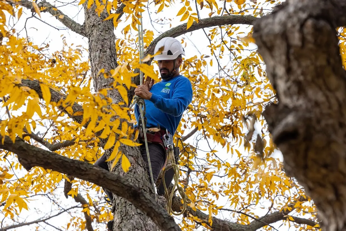 Skilled Tree Pruning crew working in Lincolnton